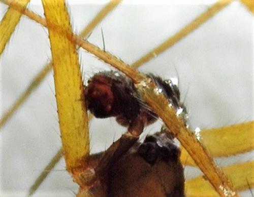 Tenuiphantes sp.